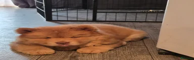 Chow Chow 1