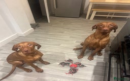 Hungarian Vizsla dogs for stud: Hungarian Vizsla proven stud  - Image 7