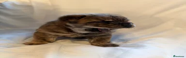 Extreamly rare brown black stripes with tan/golden teddy coat with lighter cream markings on legs and belly 