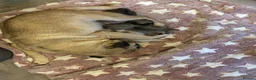Pug dogs for sale: Two beautiful pug pugs available  - Advert 2