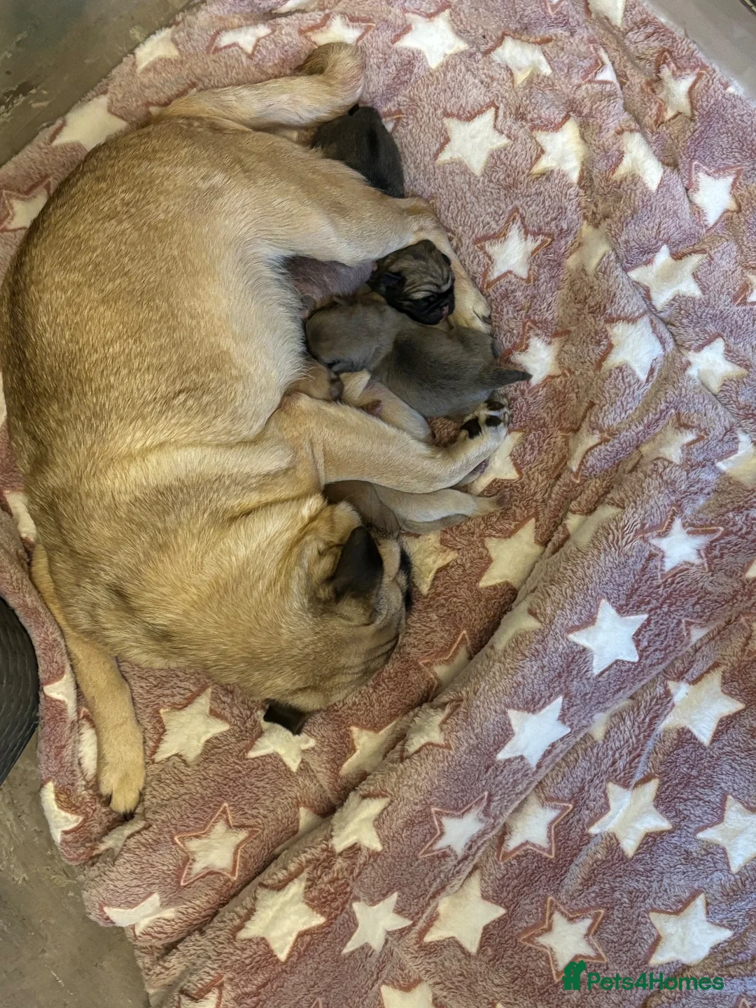 Pug dogs for sale: Two beautiful pug pugs available  - Advert 2
