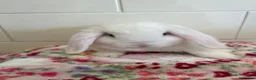 Mini Lop rabbits for sale: Stunning litter of mini lops READY NOW - Advert 10