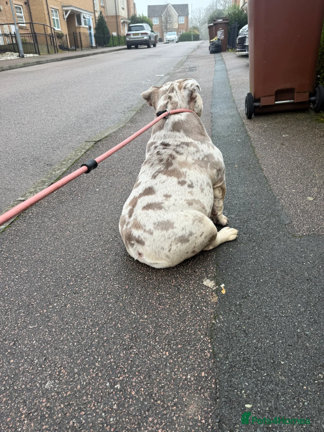 English Bulldog dogs for sale: Beautiful female 9 month old English Bulldog  - Advert 2