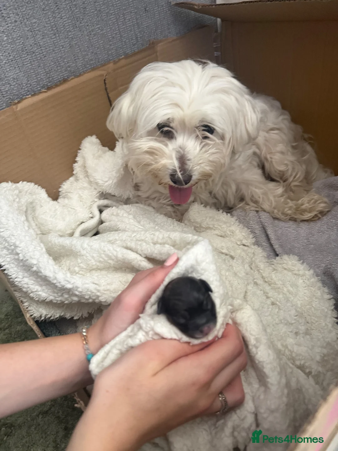 Mixed Breed dogs for sale: Four beautiful Maltipeke puppies  in Wirral - Advert 1