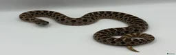 Snake reptiles for sale: 1.1 CB Hognose - Super Arctic Conda & Sable - Advert 5