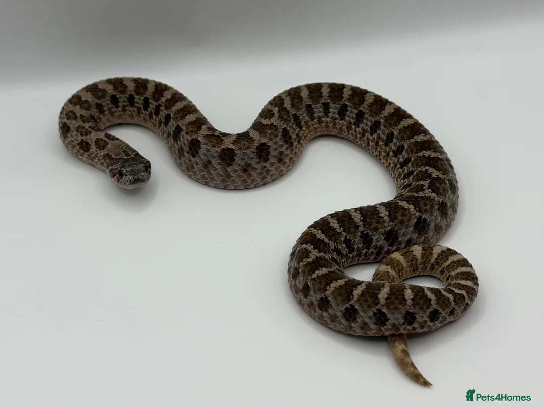 Snake reptiles for sale: 1.1 CB Hognose - Super Arctic Conda & Sable - Advert 5