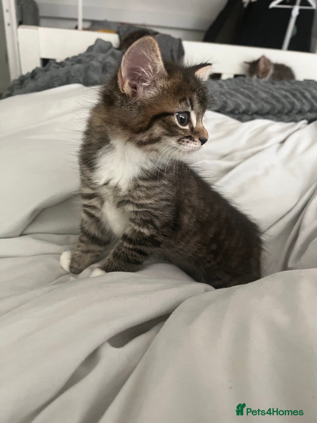 Mixed Breed cats for sale: 3 Healthy, Playful Kittens  - Image 33
