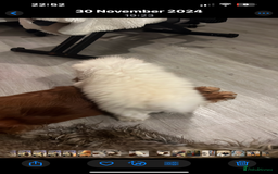 Pomeranian dogs for sale: Beautiful boy Pomeranian - Image 5