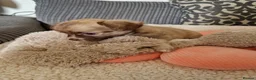 Chihuahua dogs for sale: Chihuahua puppy's  - Advert 28