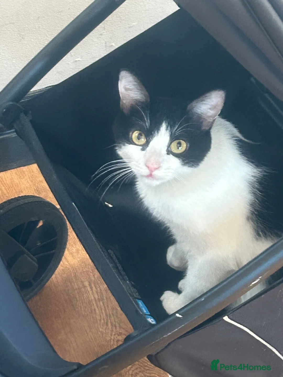 Mixed Breed cats for sale: Loving cat in Willenhall - Advert 2