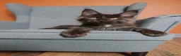 Maine Coon cats for sale: Maine coon 🧡🖤🩶 ready to leave - Advert 8