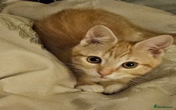 British Shorthair cats for sale: Ginger British Shorthair kitten - Advert 7