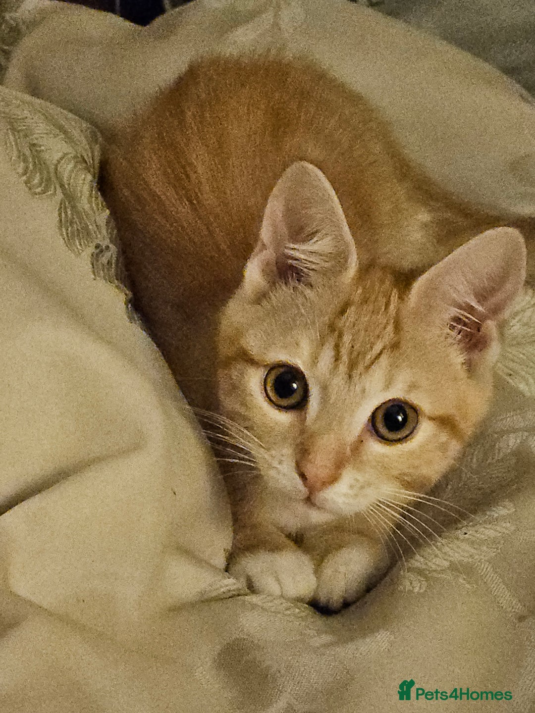 British Shorthair cats for sale: Ginger British Shorthair kitten - Advert 7