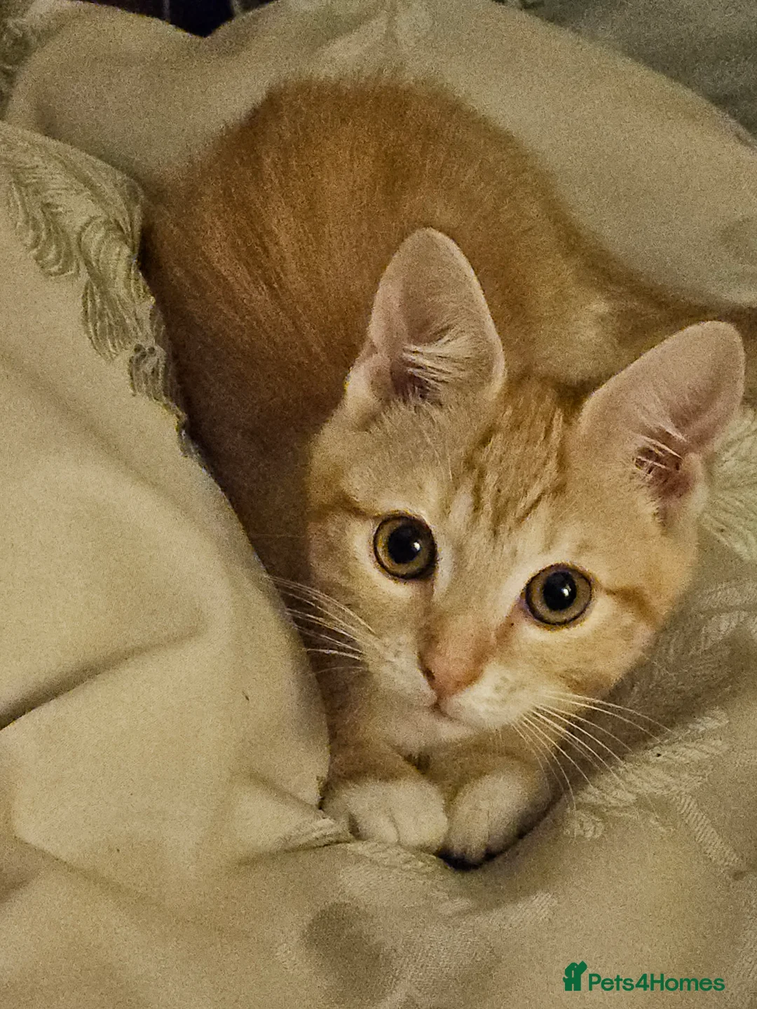 British Shorthair cats for sale: Ginger British Shorthair kitten - Advert 7