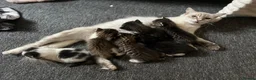 Mixed Breed cats for sale: Beautiful Siberian Cross Kittens  - Advert 15