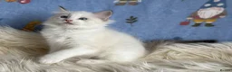 Ragdoll cats for sale: 🐾 Beautiful Ragdoll Kittens for Sale 🐾 - Advert 21