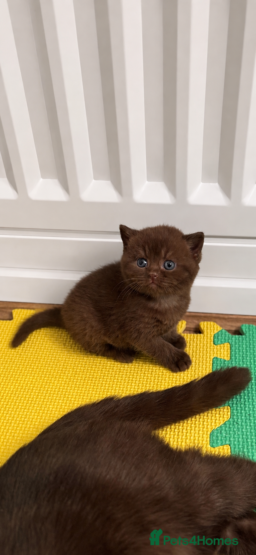 British Shorthair cats 🤎chocolate girl , last from litter GCCF - Advert 11