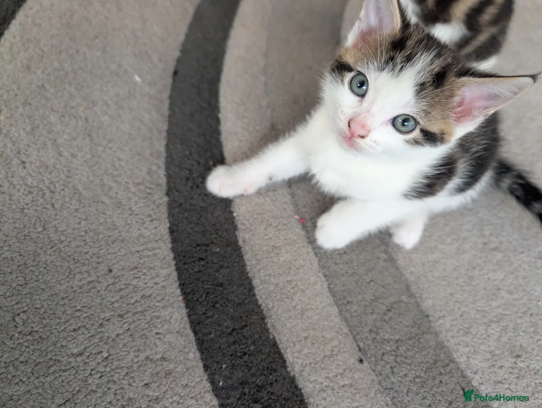 Mixed Breed cats for sale: Beautiful kittens  in Southampton - Advert 39