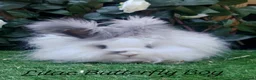 Angora rabbits for sale: Beautiful Angora Ready Now  - Advert 3