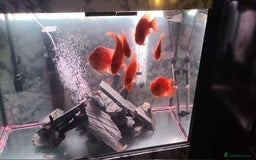 Cichlids fish for sale: 8 parrot fish  - Image 2