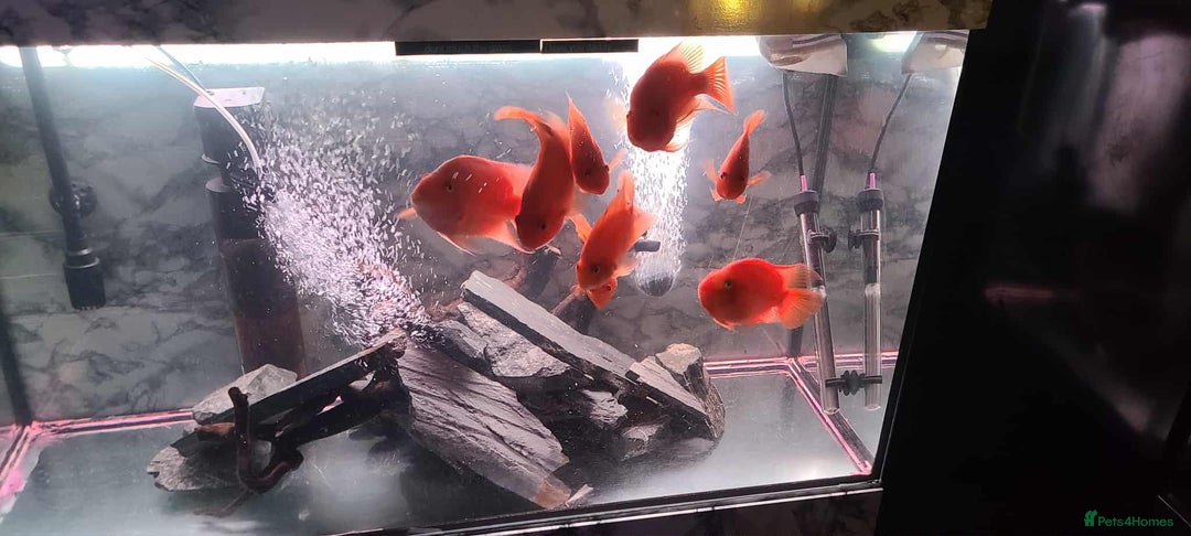 Cichlids fish for sale: 8 parrot fish  - Image 2