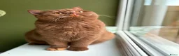 British Shorthair cats for sale: beautiful red and white girl bsh  - Advert 10