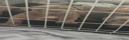 English Bulldog dogs for sale: Beautiful English bulldogs in Rochdale - Advert 9