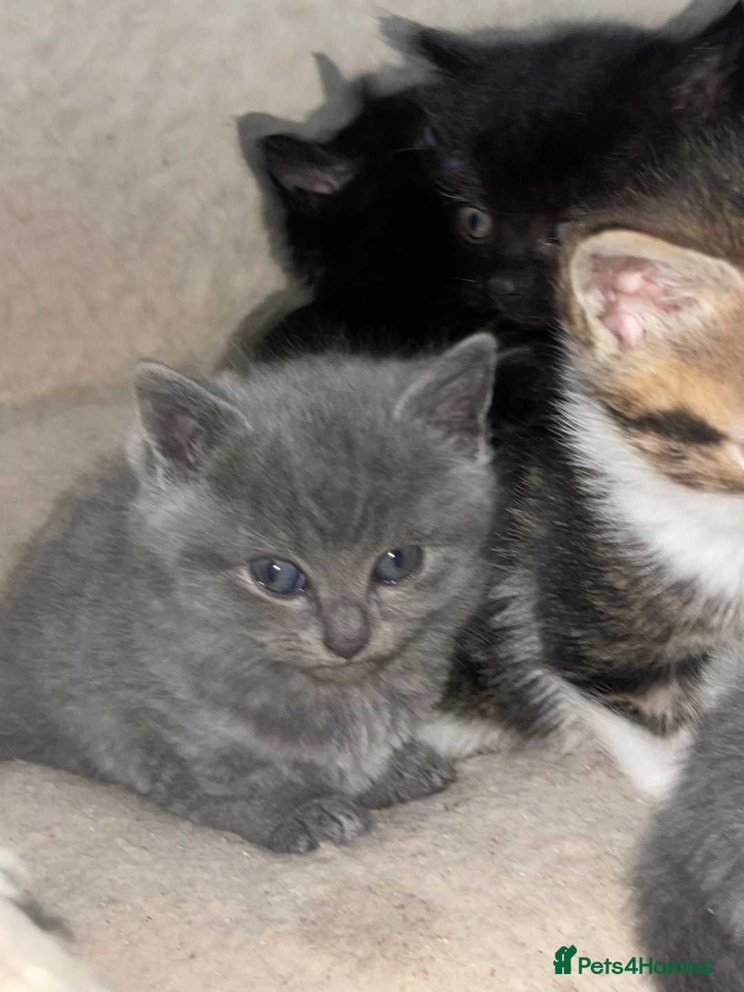 British Shorthair cats for sale: BSH kittens - Advert 6