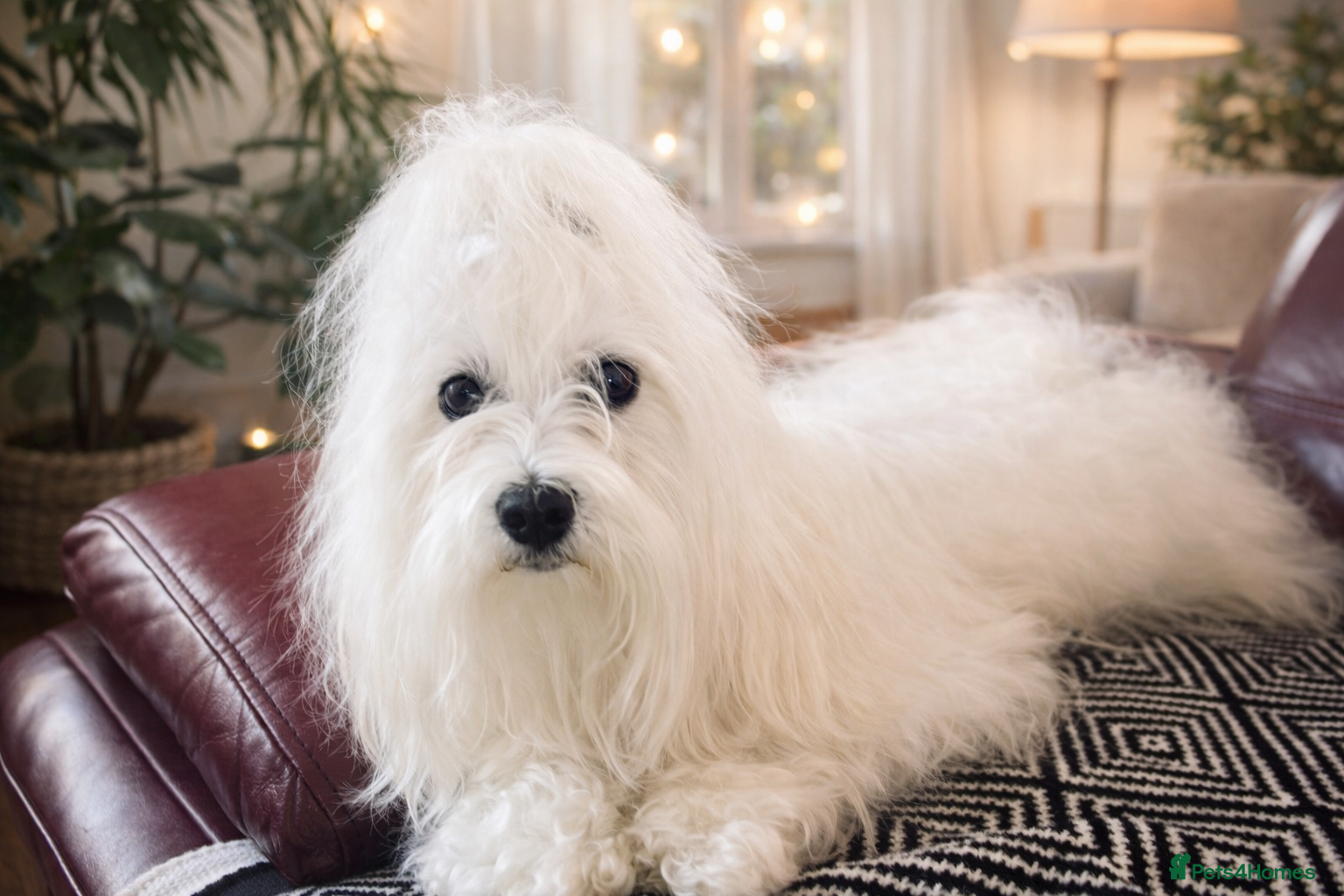 Maltese dogs 🐬 Beautiful Korean Maltese Stud 🐬 - Advert 1