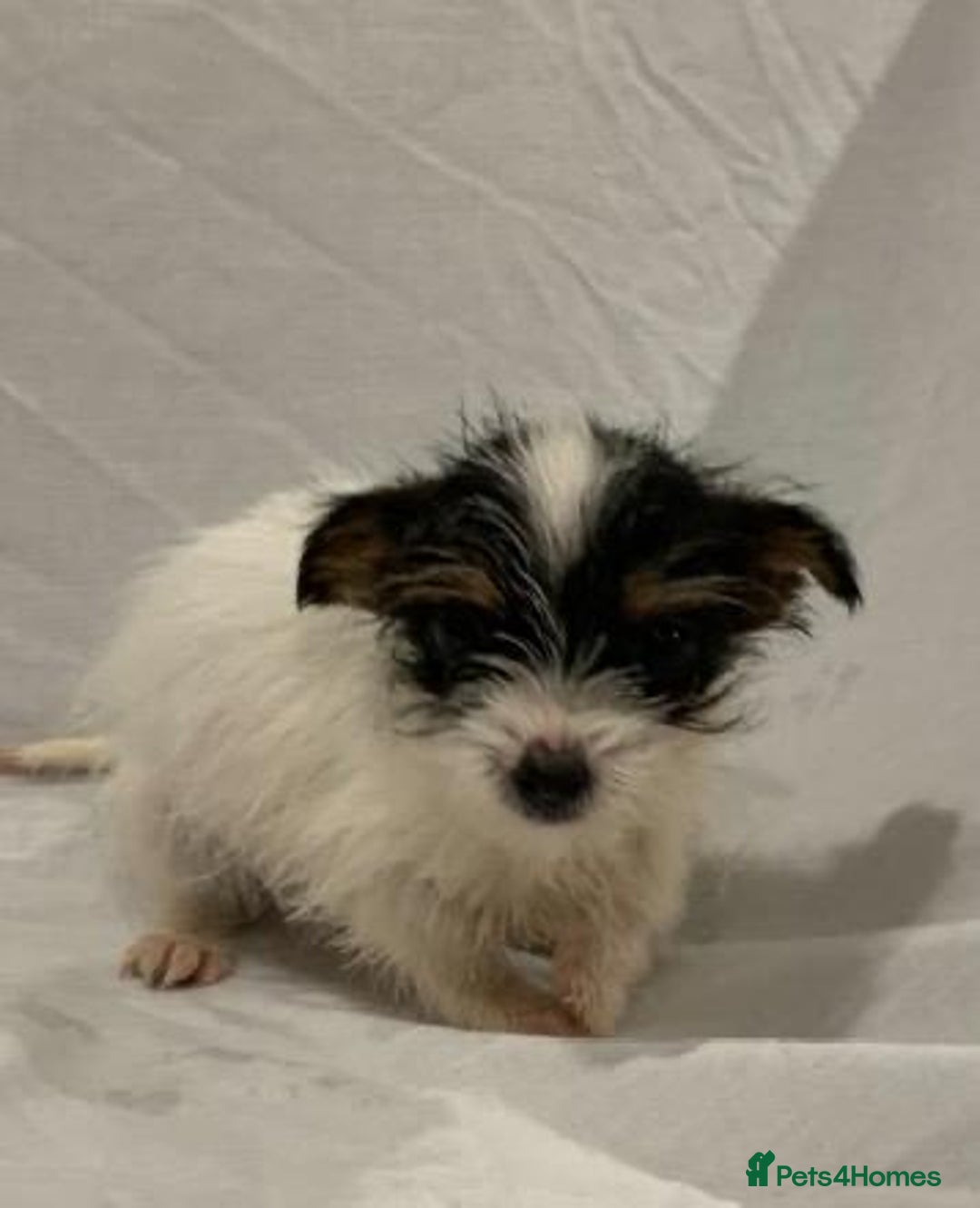Mixed Breed dogs for sale: Here I Have Too Beautiful jack Russell boys - Advert 3