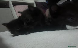 Mixed Breed cats for sale: Kittens black two short haired 1 long haired  - Image 1
