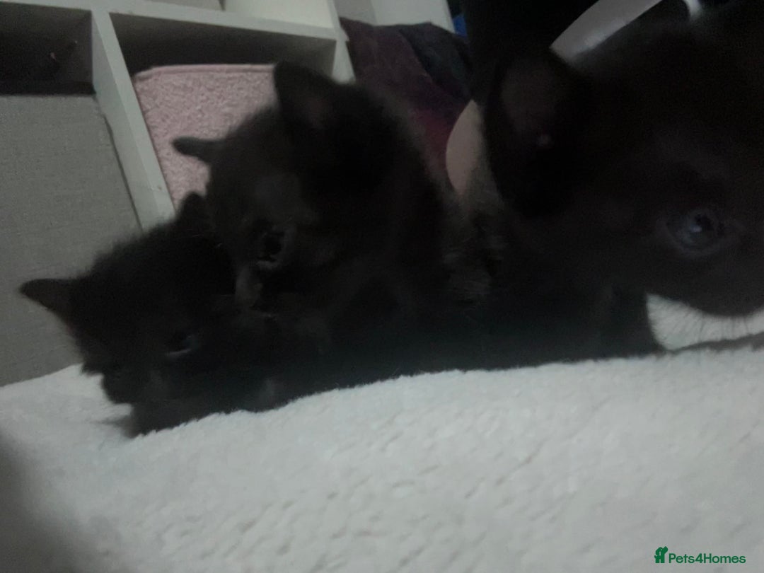 Mixed Breed cats for sale: Kittens black two short haired 1 long haired  - Image 1
