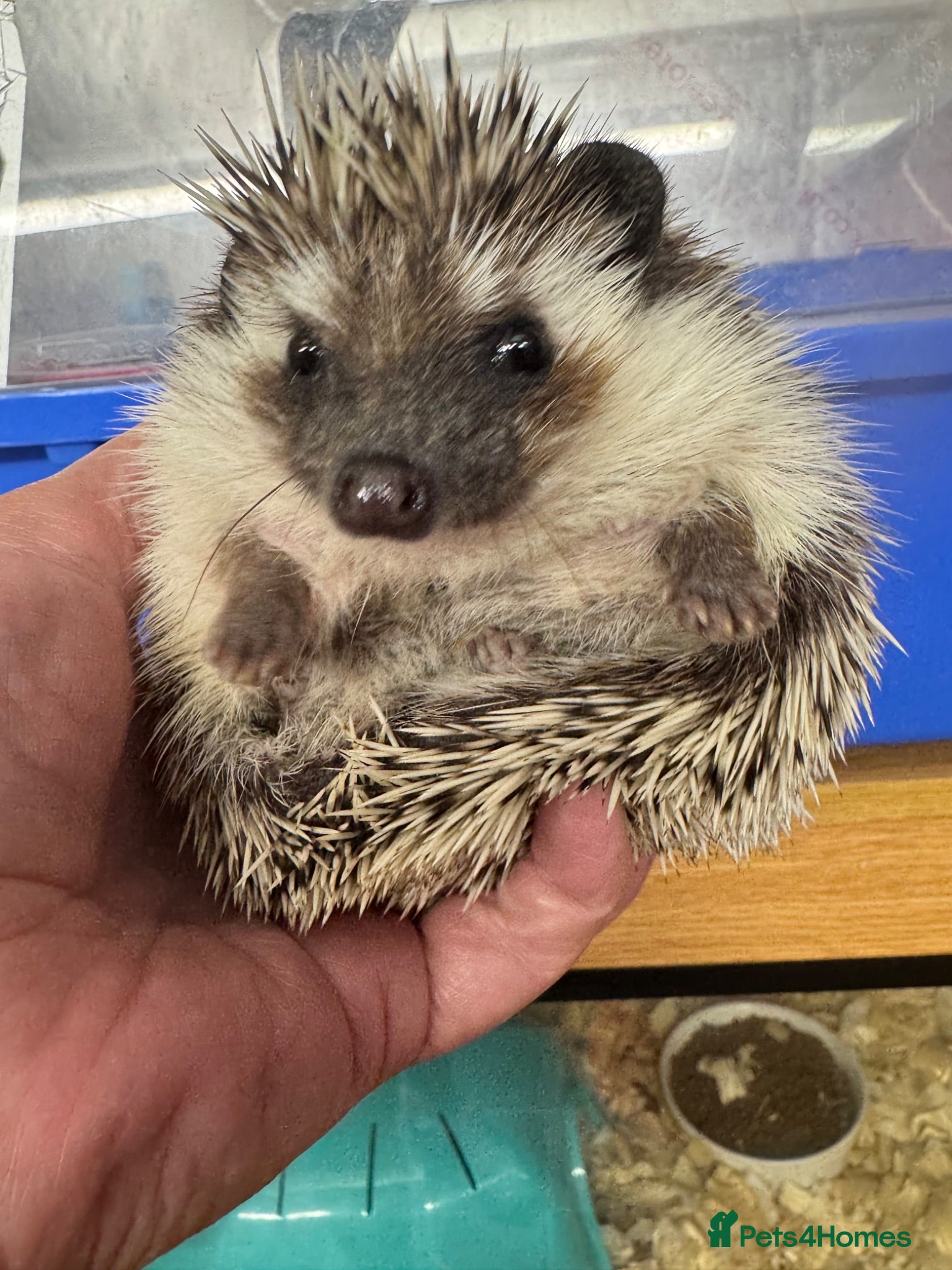 Pygmy Hedgehog rodents 5 month old female with or without set up  - Advert 2