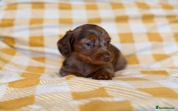 Miniature Dachshund dogs for sale: Long haired dachshund puppie - Advert 16