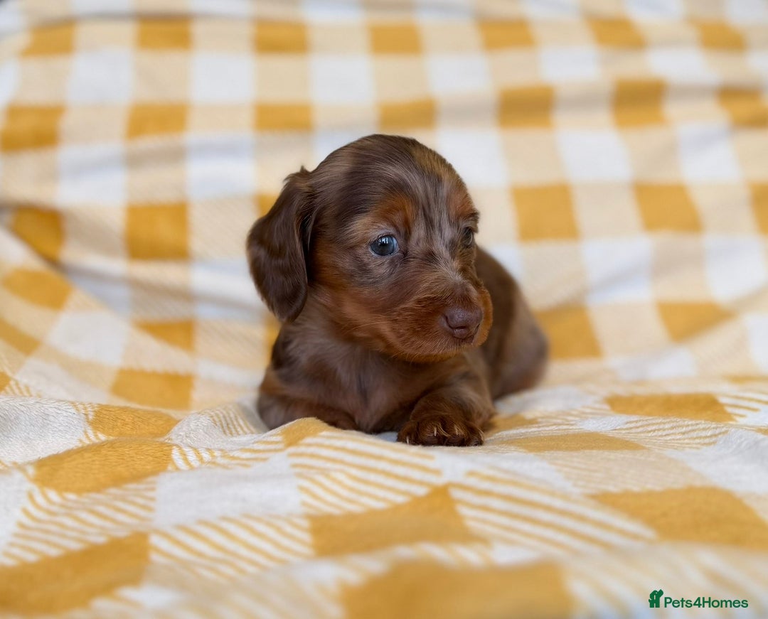 Miniature Dachshund dogs for sale: Long haired dachshund puppie - Advert 16