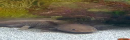 Axolotl reptiles for sale: Axalotols and tank  - Advert 7