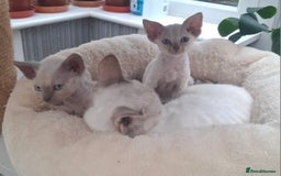 Devon Rex cats for sale: Devon Rex gorgeous kittens  - Advert 3