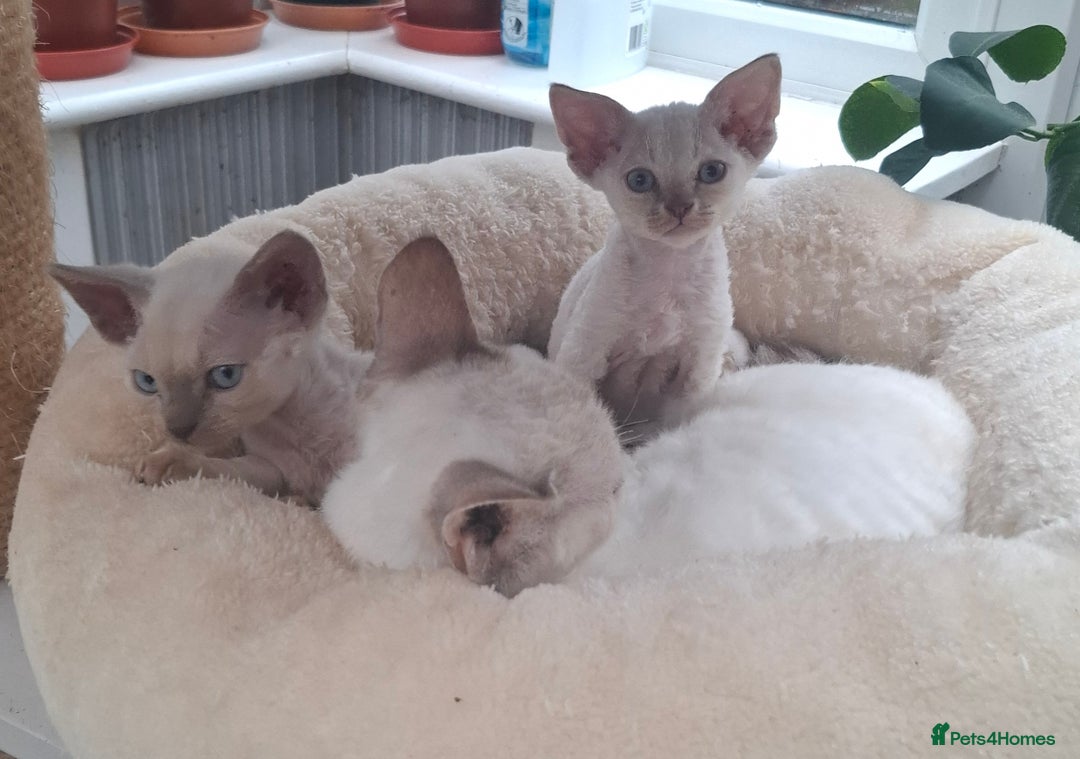 Devon Rex cats for sale: Devon Rex gorgeous kittens  - Advert 3