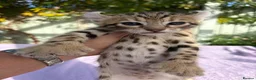 Keetso cats for sale: Stunning wild looking polydactyl curl ear keetsos  - Advert 8