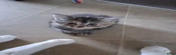 Mixed Breed cats for sale: 5 super fluffy female kittens - Advert 19