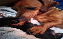 Miniature Dachshund dogs for sale: 🐶 Stunning Black & Tan Miniature Dachshund Puppy - Image 8