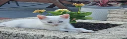 Turkish Angora cats for sale: Beautiful, Healthy-looking Turkish Angora kitten! - Advert 4