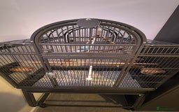 Budgerigars birds for sale: hand reared Grey pied budgie with huge cage - Image 4