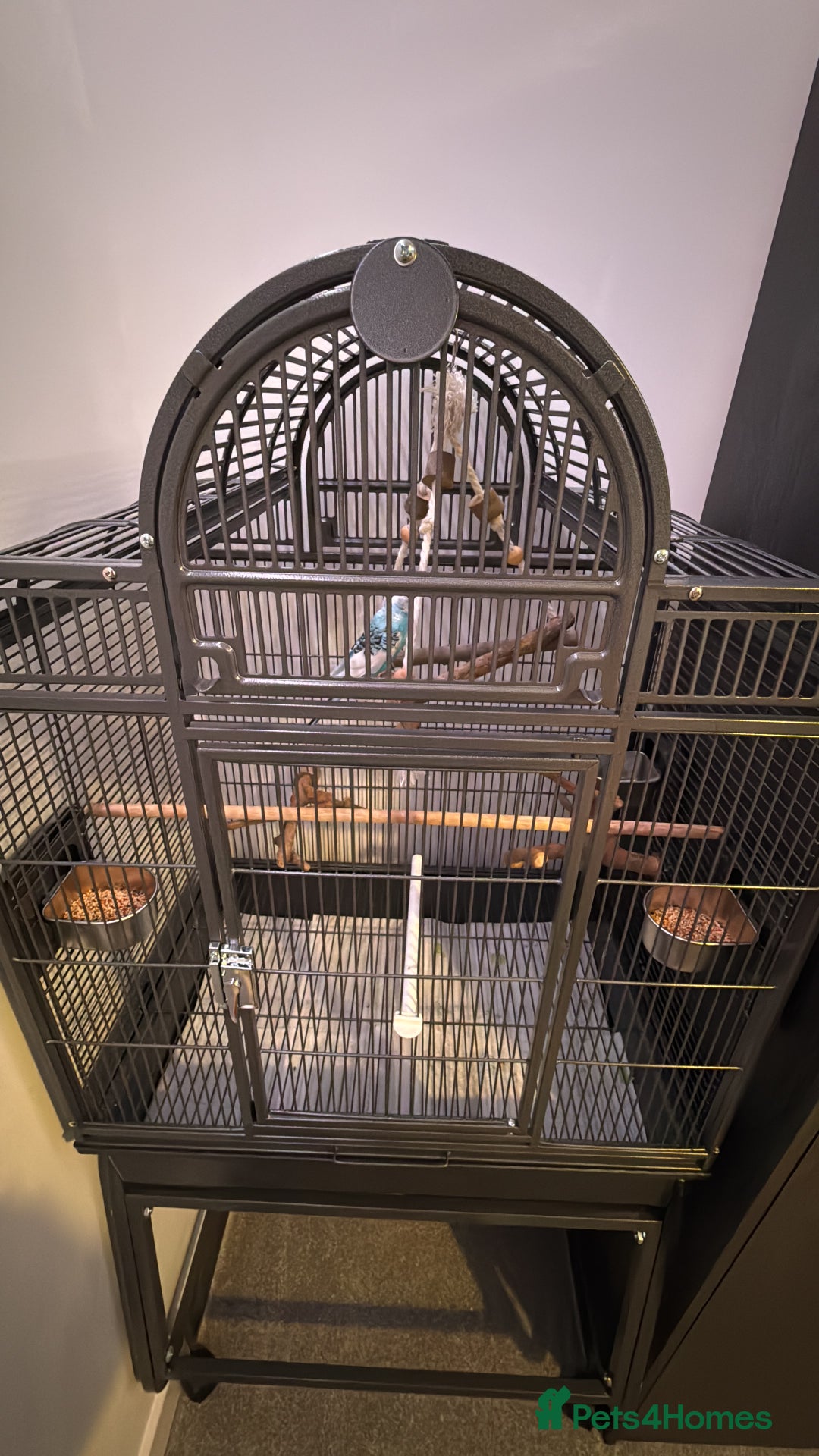 Budgerigars birds for sale: hand reared Grey pied budgie with huge cage - Image 4