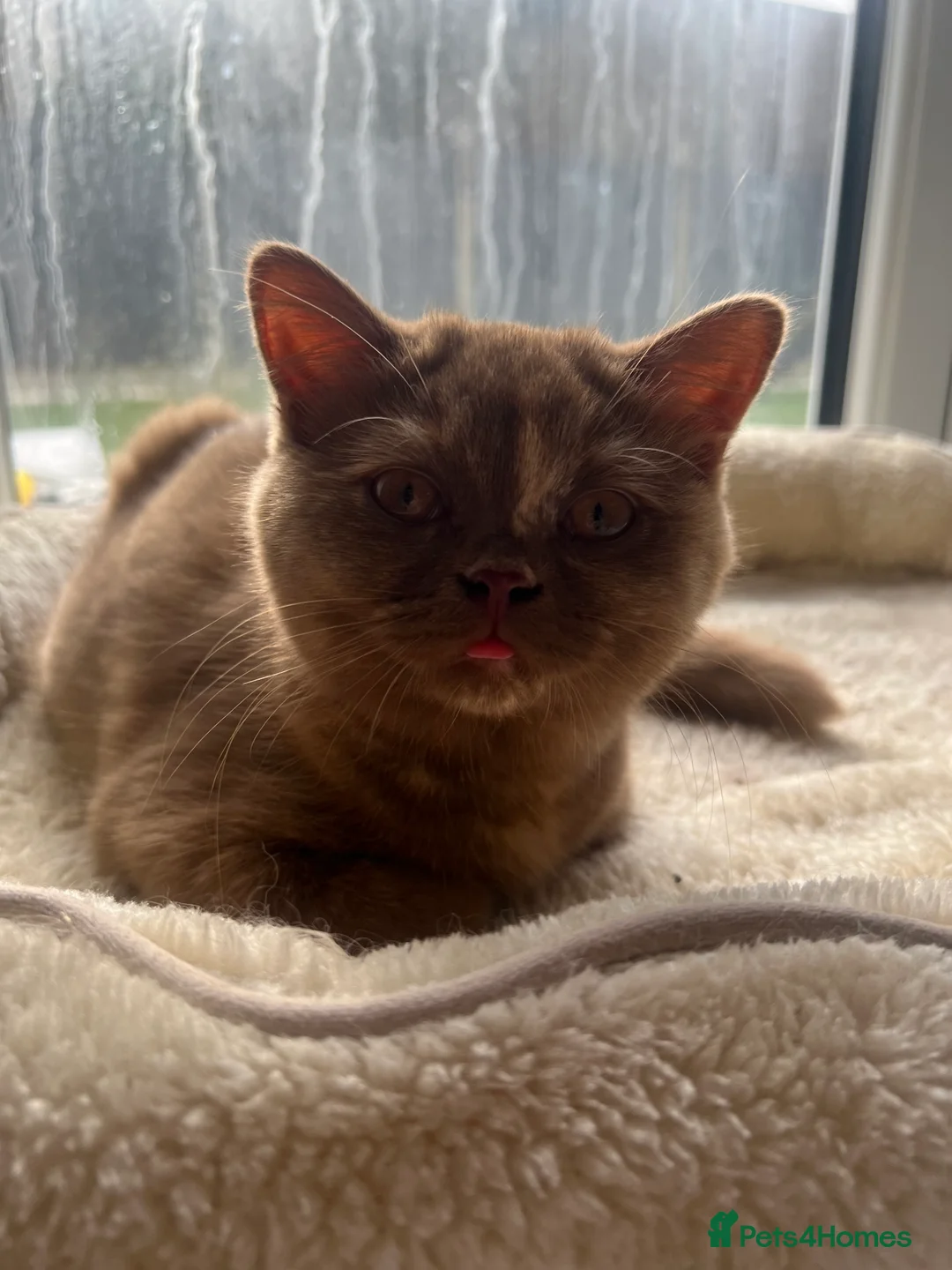 British Shorthair cats for sale: Cinnamon tortie British long hair female - Advert 10