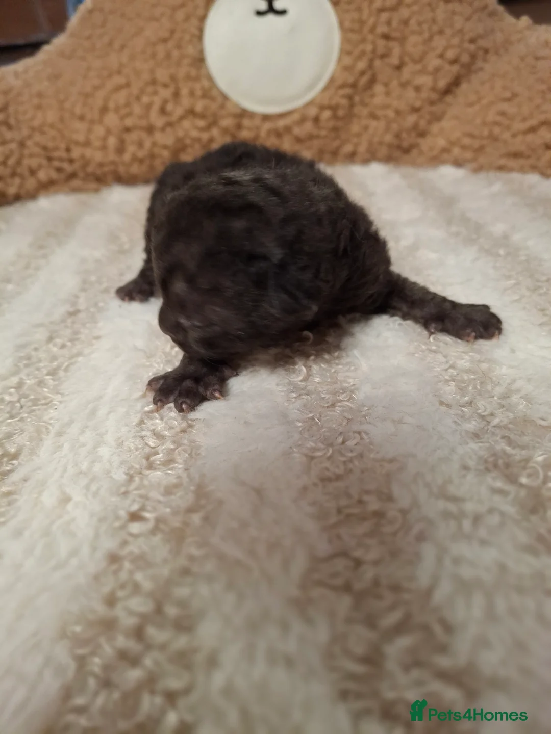 Devon Rex cats for sale: Gorgeous girls Devon FIFE registered - Advert 5