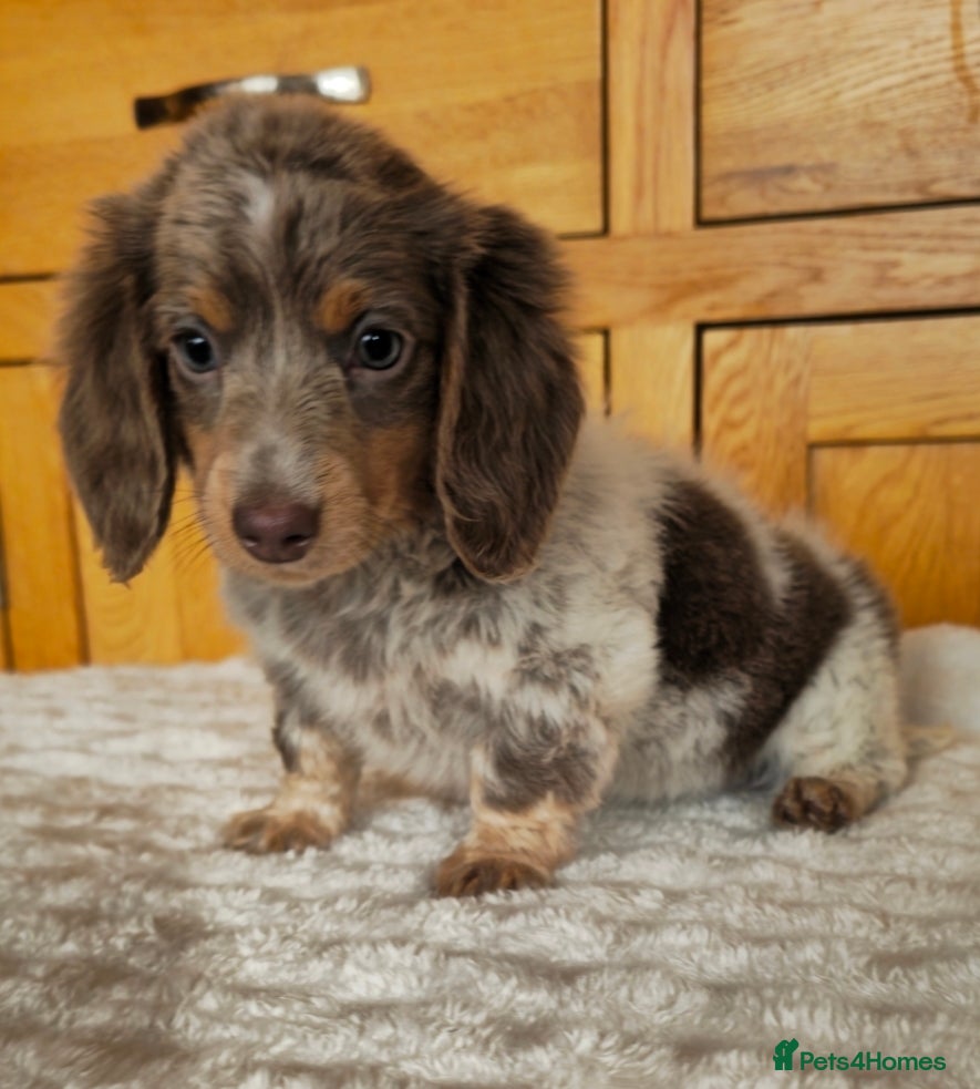 Miniature Dachshund dogs READY NOW MINIATURE DACHSHUNDS  - Advert 8