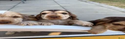 Cocker Spaniel dogs for sale: KC Reg Sable Show Cocker Puppies - Advert 1