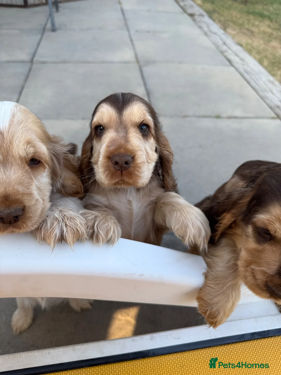 Cocker Spaniel dogs for sale: KC Reg Sable Show Cocker Puppies - Advert 1