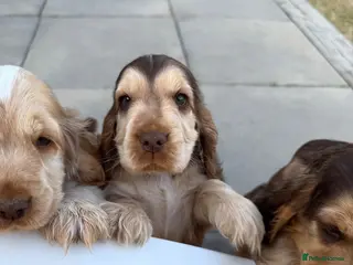 Cocker Spaniel dogs KC Reg Sable Show Cocker Puppies - Advert 14